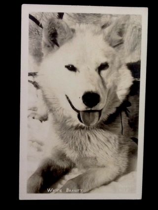C1947 Portrait,  White Beauty,  Anchorage,  Alaska Vintage Real Photo Postcard