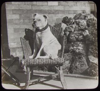 Glass Magic Lantern Slide Bulldog On A Chair C1890 Victorian Photo Dog Dogs