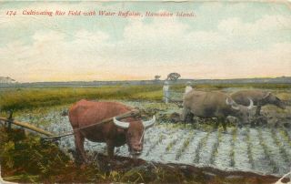 Rice Water Buffaloes Hawaiian Islands Hawaii Private Mailing Postcard 1900s