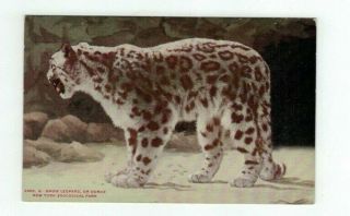 Antique Animal Post Card York Zoo Snow Leopard
