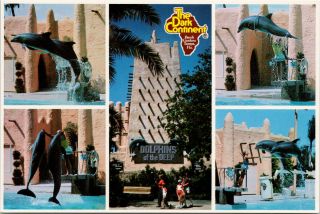 The Dark Continent Busch Gardens Tampa Fl Florida Dolphins Vintage Postcard D56