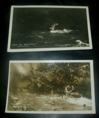2 X 1930,  S Vowles Minehead Stags Swimming Real Photo Postcards Hunting Dog
