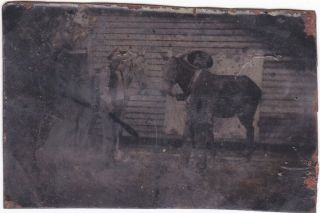 Civil War Era Tintype Photo Of 2 Cowboys With Horses Possibly Oklahoma Wild West