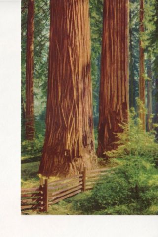 Redwoods (sequoia Sempervirens) California 1940s Smith News Vintage Postcard