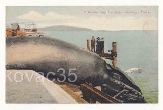 Whaling In Durban C.  1910 - A Monster From The Deep,  By Rittenberg - South Africa
