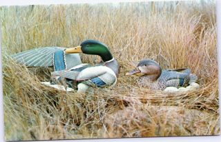 Postcard Mallard Duck Decoys Carved And Painted By Oliver Lawson Of Crisfield