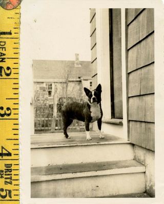 Vintage Boston Terrier Dog Photo