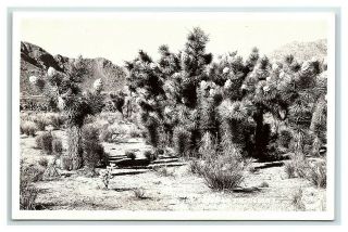 Vintage Postcard Rppc Frashers Joshua Trees In Desert Near Lancaster Ca F17