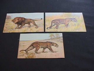 Lion,  Tiger & Leopard Wild Cats Postcards Printed In Switzerland