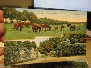 Vintage Old Postcard Kentucky Paris Claiborne Horse Farm Mares Foals Pasture Lea