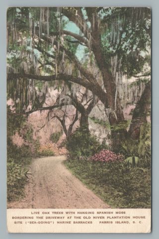 Live Oak Trees & Spanish Moss Parris Island Old Niver Plantation—handcolored 