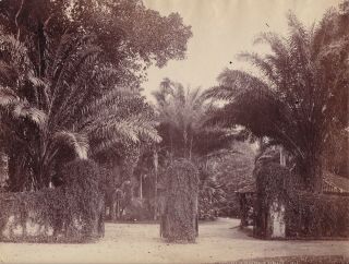 Albumen Photograph Asia Ceylon Gardens