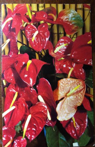 Vintage Postcard Red Anthurium.  Probably No Other Plant In Hawaii Produce