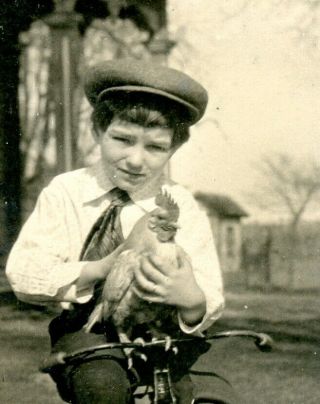 ANTIQUE PHOTO BOY ON A TRICYCLE WITH A CHICKEN ON THE HANDLE BARS 2