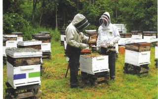 Pc Apiary With Honey Bees,  Hives And Beekeepers,  Apicole De Chcelles