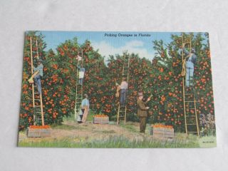 F648 Postcard Picking Oranges In Florida Fl Farming