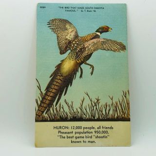 Postcard From 1946 South Dakota Chinese Ring Neck Pheasant Bird B - 8e