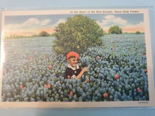 Vintage Postcard In The Heart Of The Blue Bonnets Texas State Flower Houston.