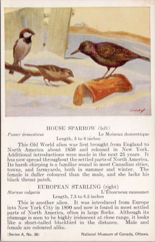 House Sparrow & European Starling Bird National Museum Of Canada Postcard D49
