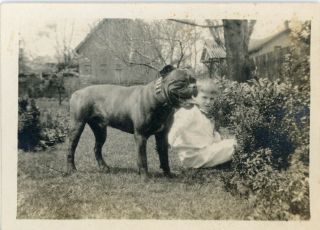 Pit Bull Dog And Young Boy In The Yard - Vintage B/w Photo Snapshot