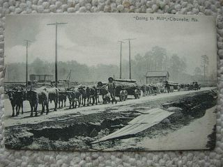 Citronelle Al Ala - Going To Mill - Oxen Team Haul Logs - N L Seeley - Alabama - Mobile Co