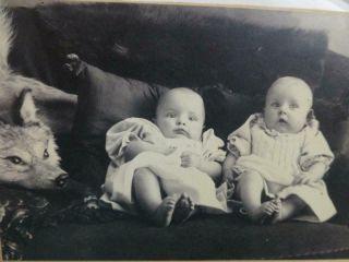 Antique Cabinet Card Photo Cute Twin Babies W Stuff Fox Rug Taxidermy Usa C1900