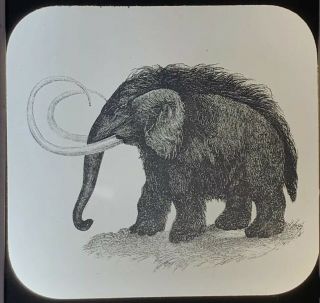 Vtg Magic Lantern Glass Slide Illustration Of Mammoth