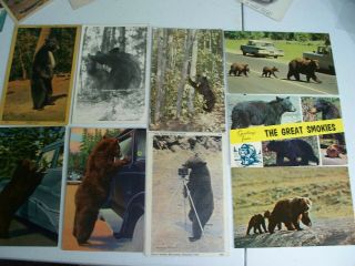 9 Antique Vintage Postcards Blace Brown Grizzly Bear Yellowstone Great Smokies
