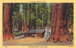 Yosemite National Park California 1940s Linen Postcard Mariposa Grove Big Trees