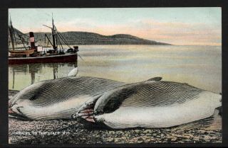 Whales On The Beach N.  F.  Newfoundland 1907 Acadian Series Pub By M 