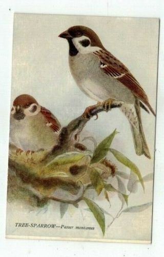 Antique Bird Post Card " Birds Of Britain " Tree Sparrow