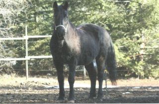 Named Tennessee Walking Horse Postcard " Go Boy 