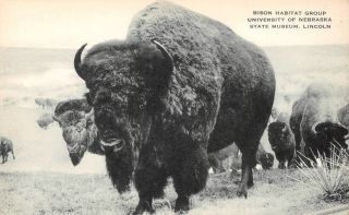 C19 - 9333,  Bison Habitat Group,  University Of Nebraska,  Lincoln,  Ne