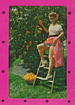 Pretty Girl In High Heels On Ladder Picking Oranges In Florida