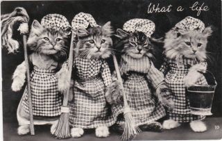 What A Life Cute Dressed Cats Kittens Brooms B&w Real Photo Old Vintage Postcard