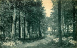 Pennsylvania Albertype Postcard: Woodland Path To Private Lake Pocono Pines,  Pa