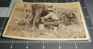 Woman Milking Cow Barefoot Girl Farm Chores Worker Milk Bucket Vintage Photo 1