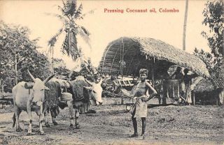 Colombo Ceylon Native Pressing Cocoanut Oil Ox Antique Postcard K72401