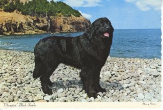 Newfoundland Dog Champion Black Sambo Terra Nova Kennels Nl Nfld Postcard D22