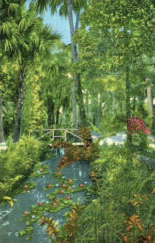 Vero Beach Fl Mckee Jungle Gardens Water Lillies In Str Postcard S/h