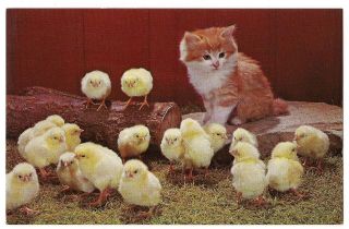 Orange Striped Tabby Kitten With Easter Chicks Peeps Postcard On Farm Barn Cat