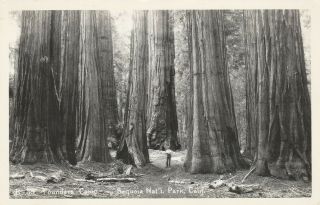 Rppc Founders Camp Sequoia Natl Park Ca Giant Redwoods Tiny Man Ekc Unposted