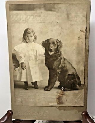 Antique Victorian Cabinet Card Little Girl And Dog Photo Studios Chicago Ill