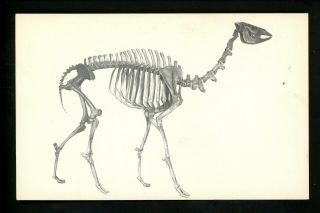 Animal Postcard Dinosaur La Brea Pits Los Angeles County Museum Ca Camelops
