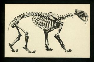 Animal Postcard Dinosaur La Brea Pits Los Angeles County Museum Ca Saber Tooth