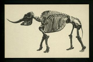Animal Postcard Dinosaur La Brea Pits Los Angeles County Museum Ca Mastadon