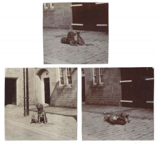 Pet Dog Playing With A Tame Fox Cub - 3x Antique Photographs C1905