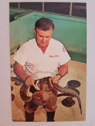 Vintage Fl Silver Springs Ross Allen Milking Diamond Rattlesnake,  1970 