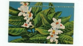 Fl Florida Antique Linen Post Card Close - Up View Of Orange Blossoms