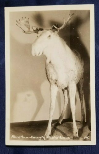 1930s Vintage Rppc Postcard Fairbanks,  Alaska University Museum Albino Moose